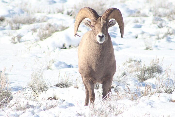 Half Day Private Winter Wildlife Tours in Jackson Hole - Photo 1 of 4